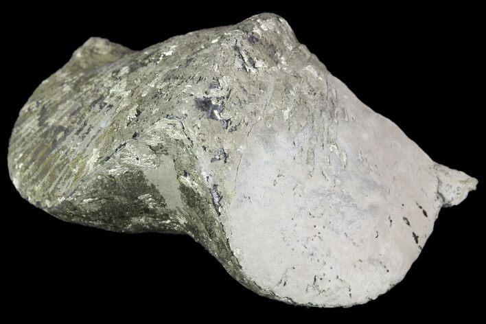 Pyrite Replaced Brachiopod (Paraspirifer) - Ohio #89736